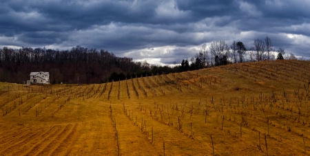 Winter Vineyard