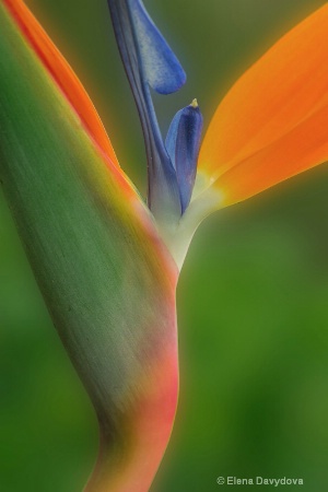 bird of paradise