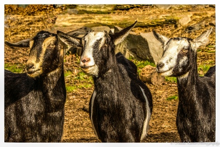 Moe, Curly and Larry