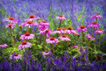 Pink amidst the lavender