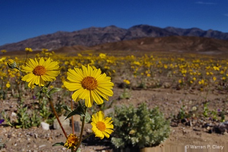 Death Valley Superbloom