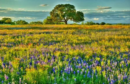 Texas Spring