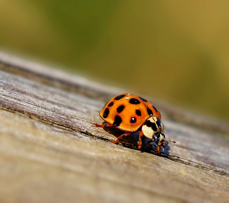 Ladybug