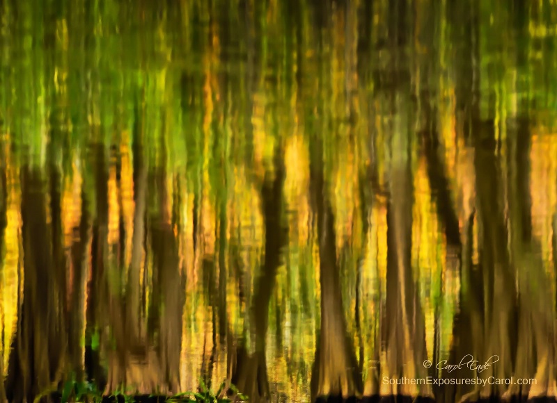 Everglades Reflections - ID: 15100114 © Carol Eade