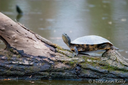 A Bump On A Log