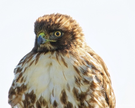 Young Red Tail Hawk