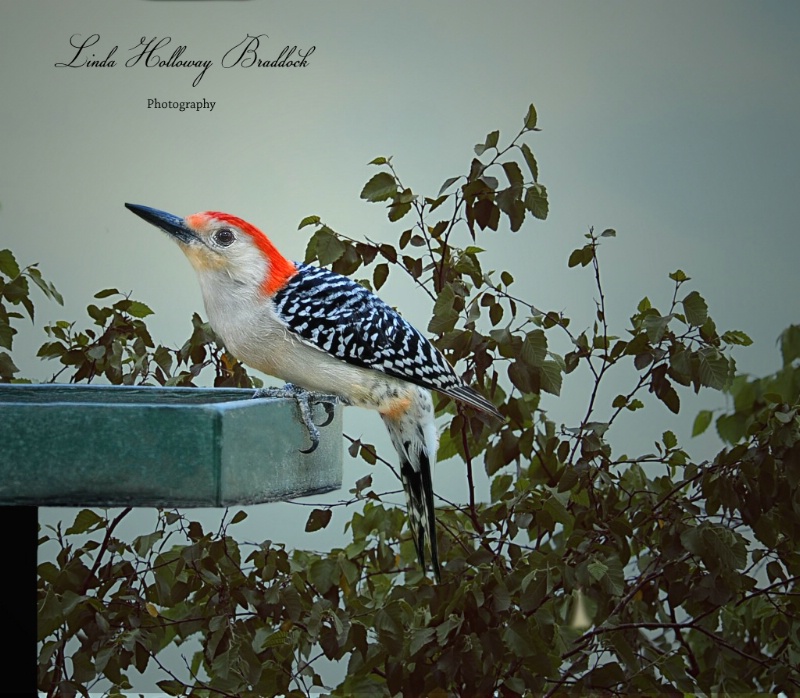 Woodpecker In Backyard