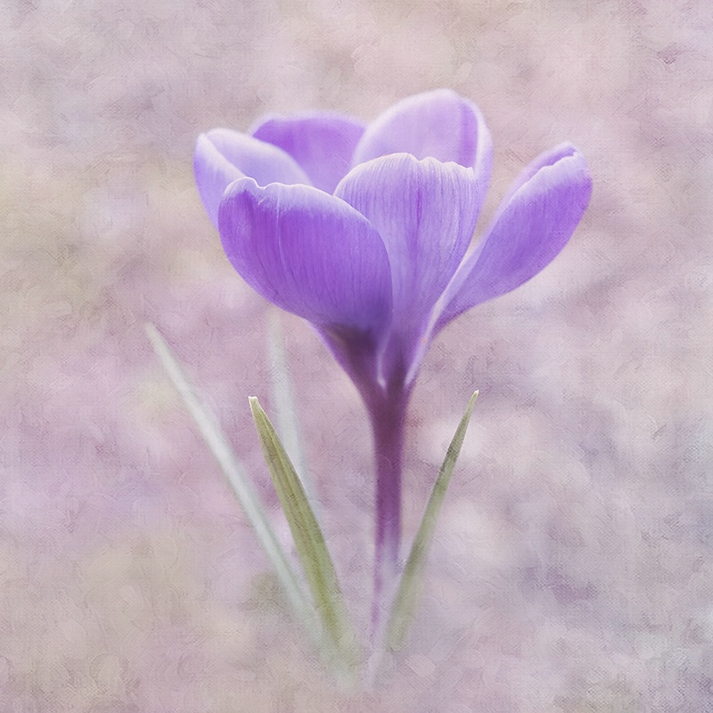 Crocus