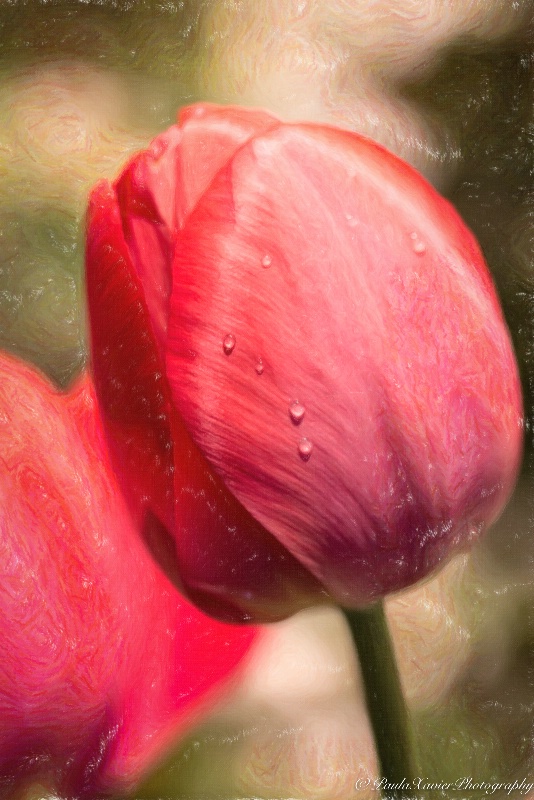 Boston Flower Show