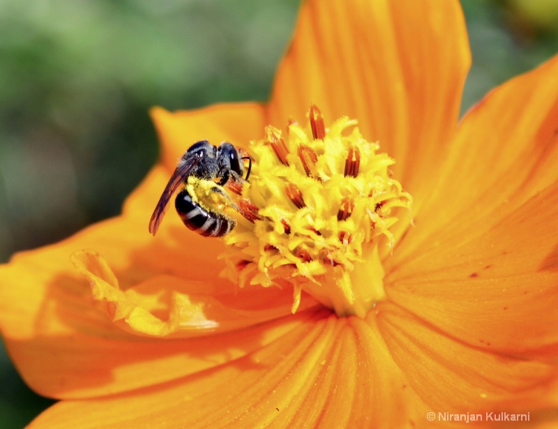 Bee on flower