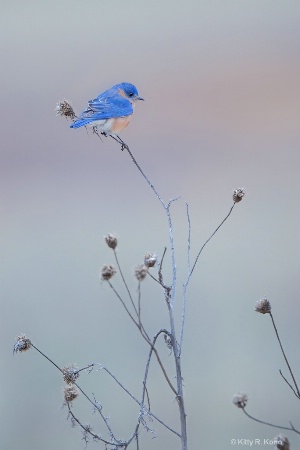 Bluebird on Thistle