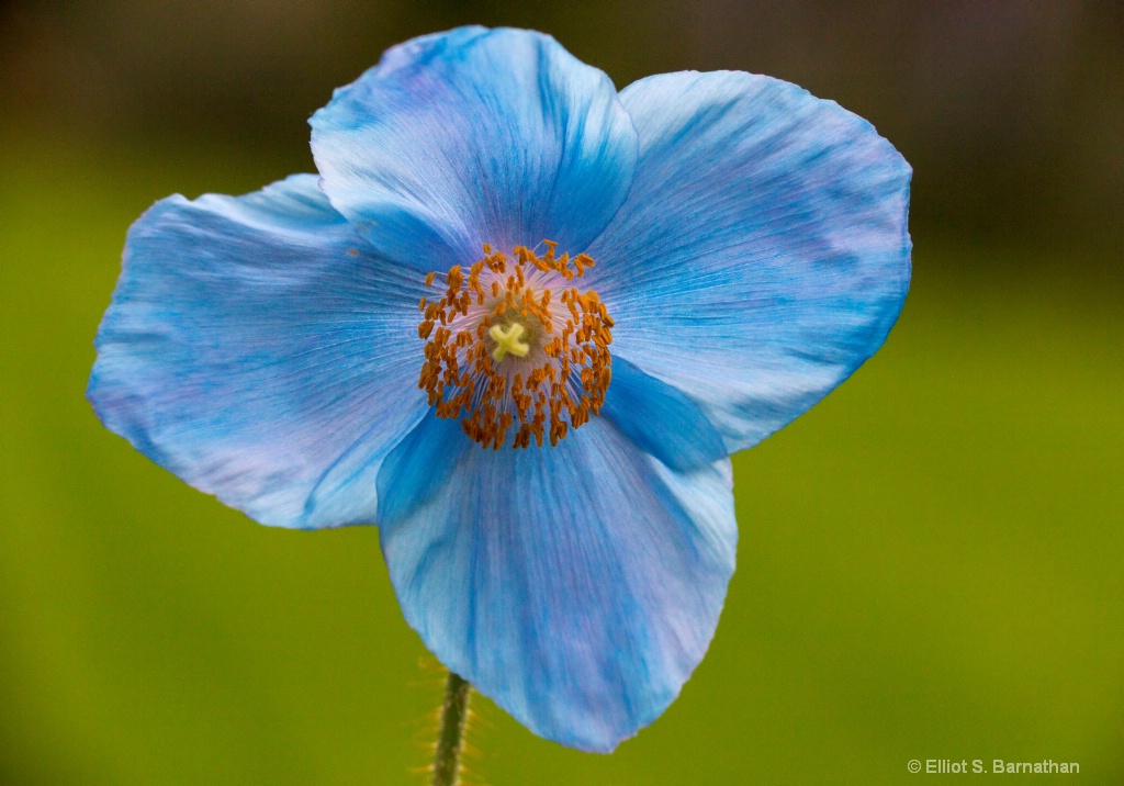 Blue Poppy 6 - ID: 15105614 © Elliot Barnathan