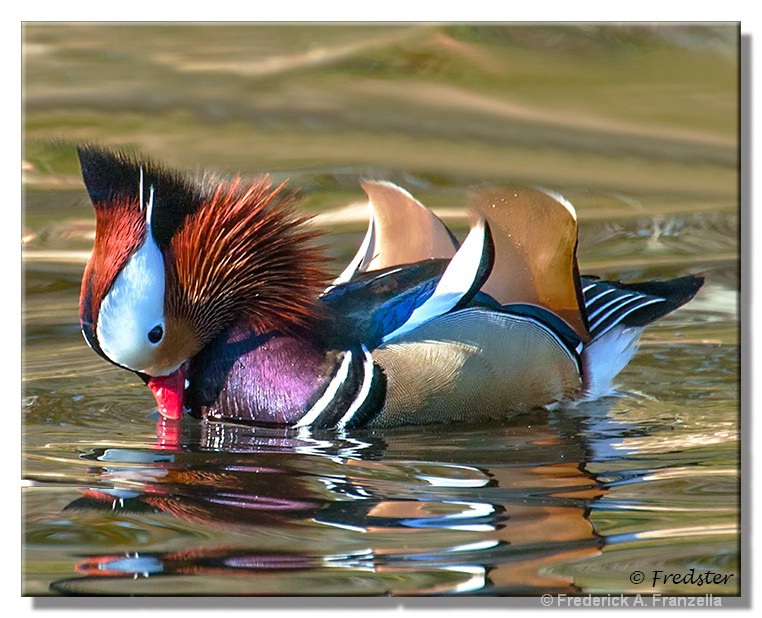 Mandarin Duck Getting Ready To Dive - ID: 15105773 © Frederick A. Franzella