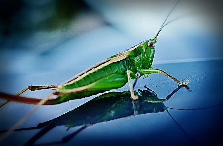 Grasshopper