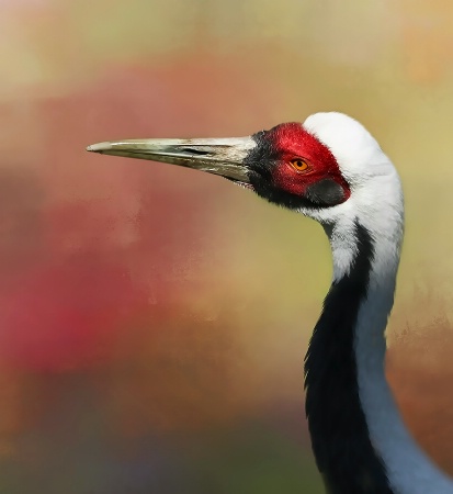 Sand Hill Crane