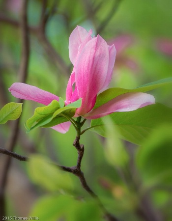 Magnolia