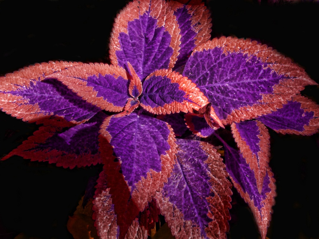 Coleus