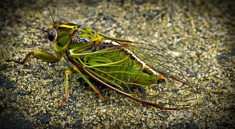 Cicada