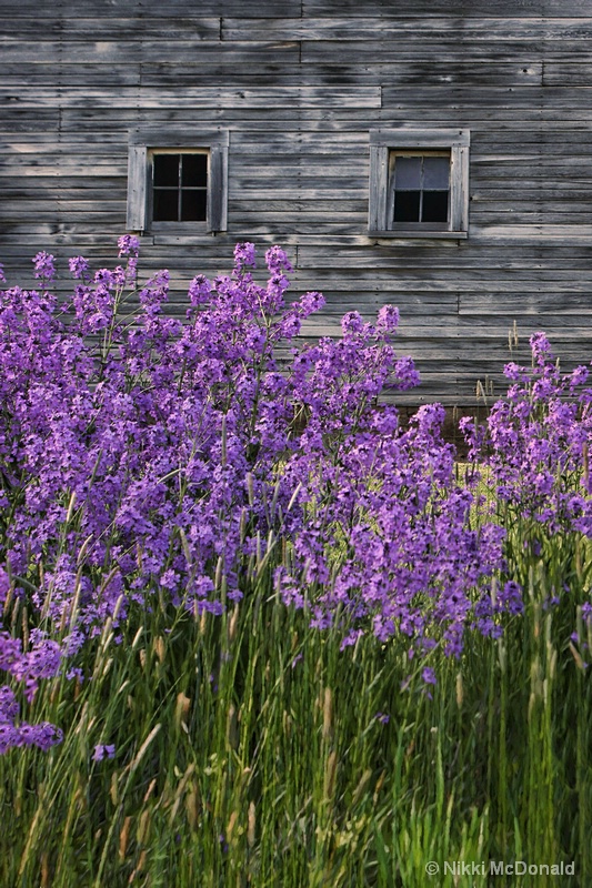 Wild Phlox and Windows