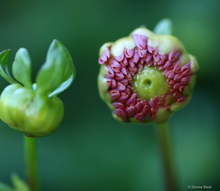 Dahlia