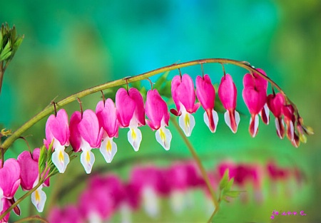 Bleeding Heart Beauties...