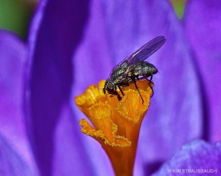 Crocus Visitor