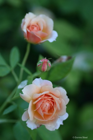 Dancing Flowers