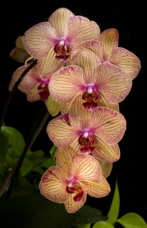 The Beauty of Orchids