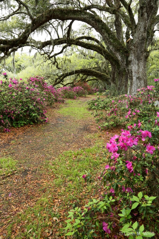 a spring path