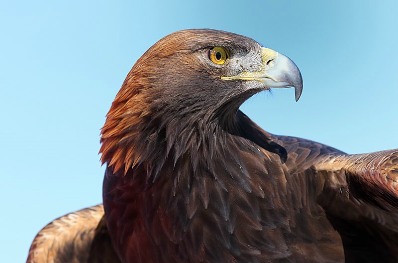 Golden Eagle