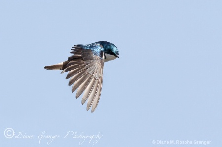 Tree Swallow on the Fly