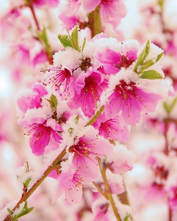 Early bloom, late snow