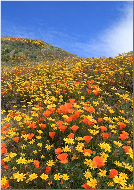 Leona Valley Wildflowers