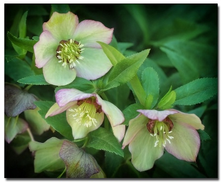 trio of hellebores