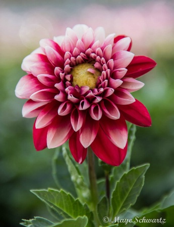 Candy Cane Dahlia