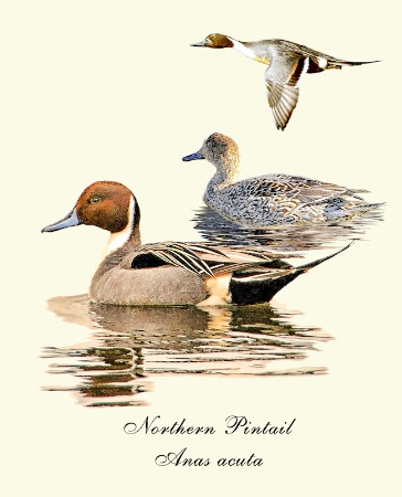 Northern Pintails