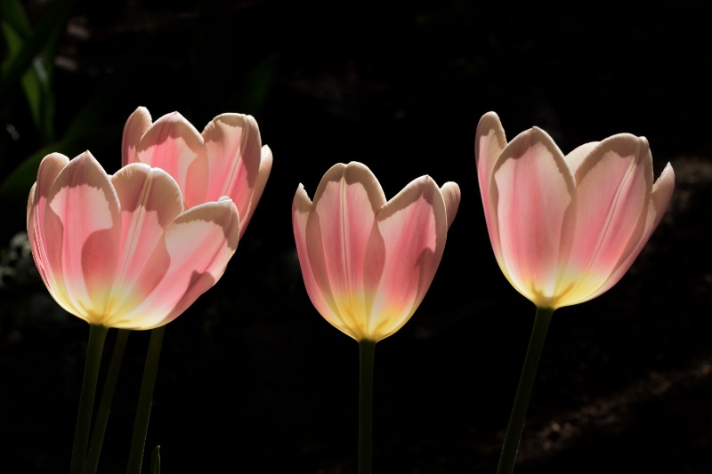 Tulips