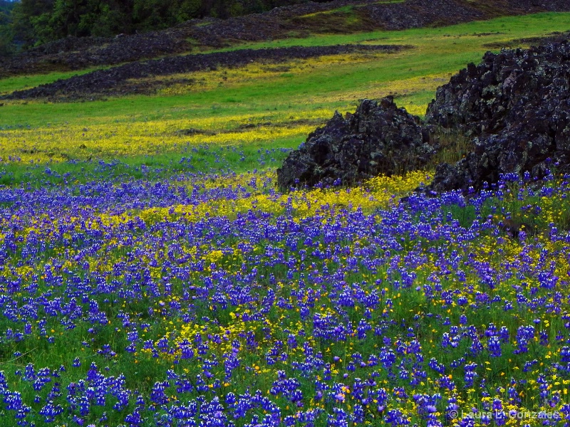 Blue, Green, & Yellow