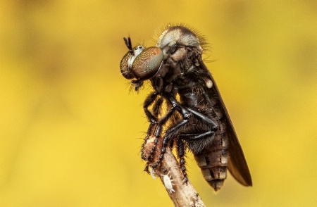 Robber fly