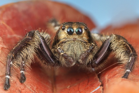 Jumping spider(Hyllus diardi)