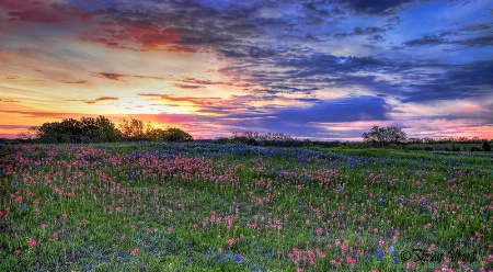 Sunrise and bluebonnets