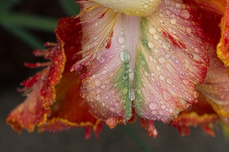 After A Spring Rain: Tulip Petal