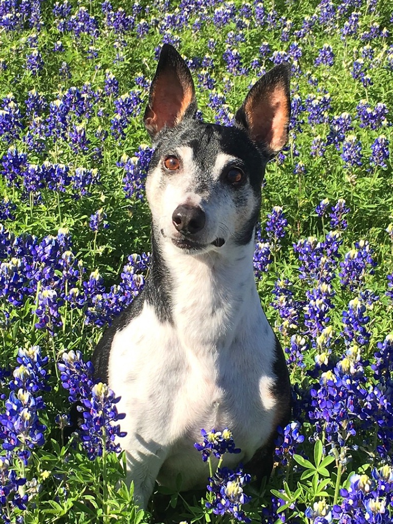 Chip In The Bluebonnets