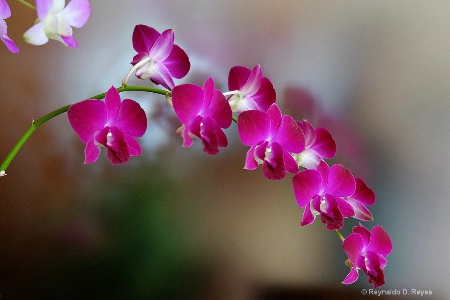 Asian Orchids