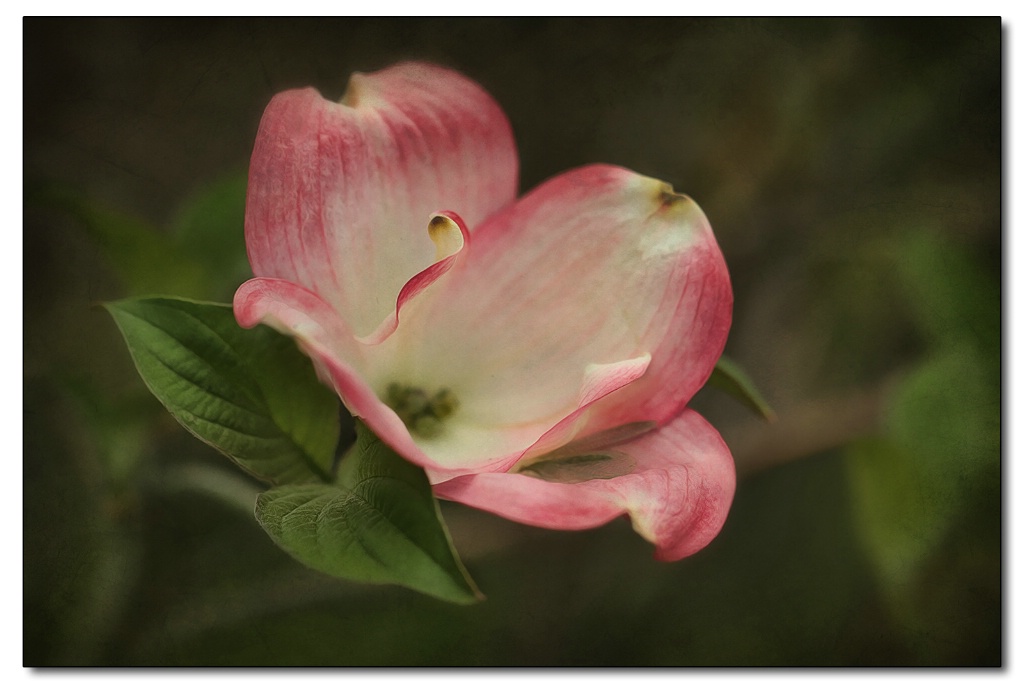 dogwood bloom