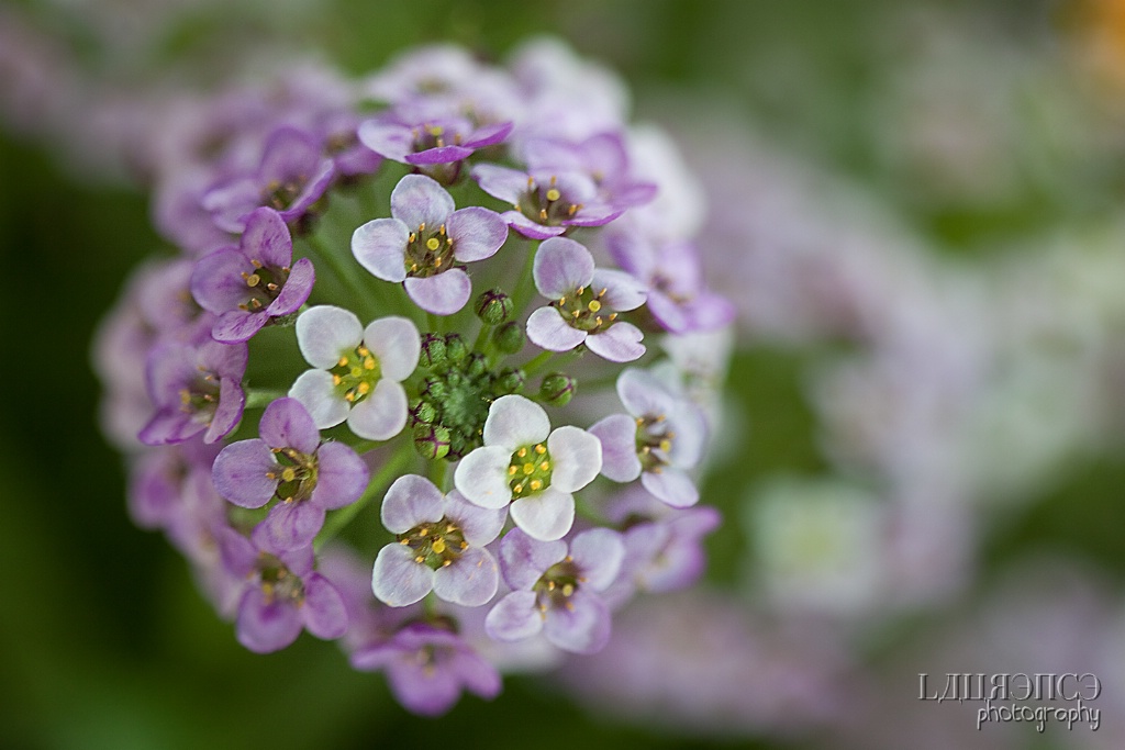 Micro flowers