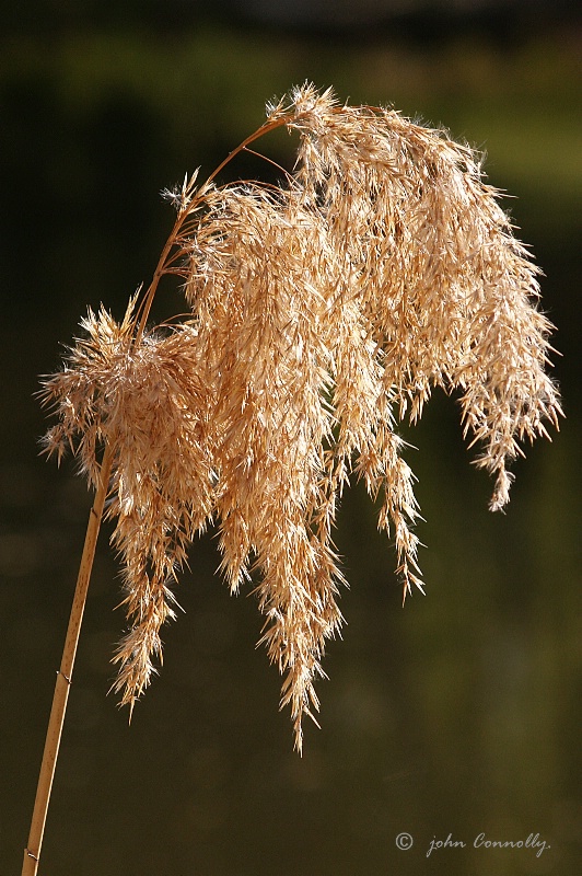 Riverside Growth