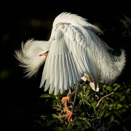 Snowy Egret