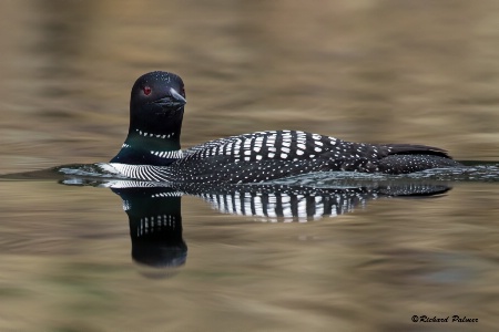 Loon 5279