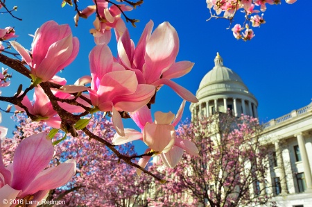 Japanese Magnolias at Arkansas State Capitol